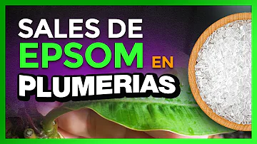 ¿Durante cuánto tiempo se utiliza la sal de Epsom?