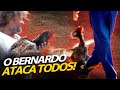 O BERNARDO ESTÁ ATACANDO TODO MUNDO! | A CASA DOS BICHOS