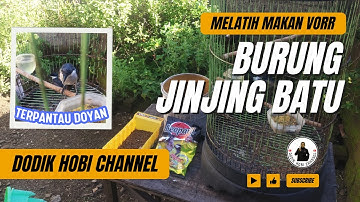 MELATIH MAKAN VOER BURUNG JINJING BATU !
