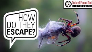 Why Don't Spiders Stick to Their Webs