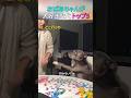 おばあちゃんが大好きな犬 トップ5