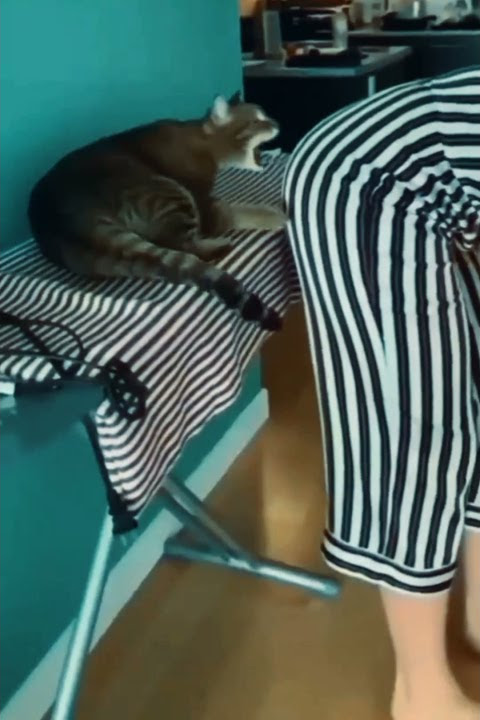 kucing lucu- gigit bokong cewek cantik🤣🤣🤣🤣#shorts#