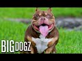 Meet King V - Son Of $2m Micro-Bully Venom | BIG DOGZ