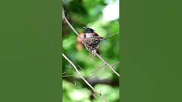 سورة الناس #عبدالباسط_عبدالصمد #قرآن #القرآن_الكريم #سورة_الناس