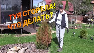 Как я реанимирую обгоревшую тую после зимы #уходзатуей