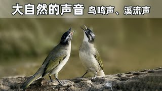 10分钟大自然的声音，山林鸟叫声与溪流声，适合休息冥想