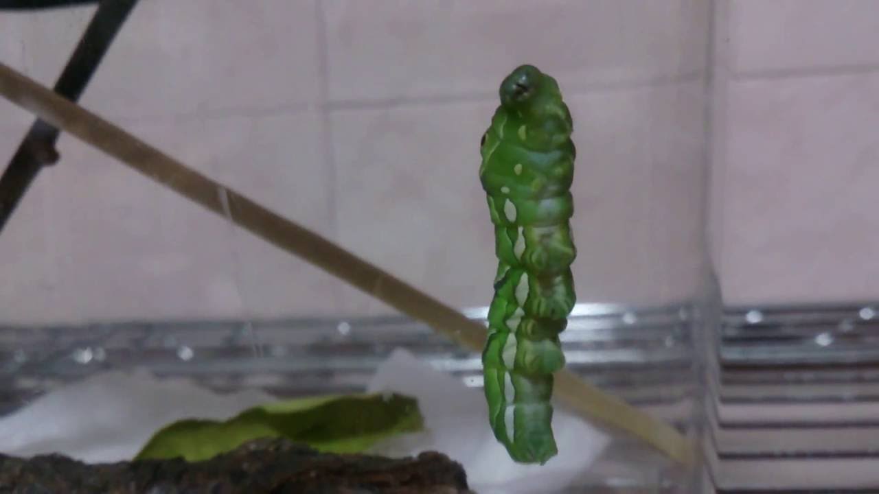 飼育26日目 ナミアゲハ アゲハチョウ幼虫がサナギへ ランドチャンネル Butterfly Youtube
