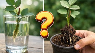 Güller Gerçekten Suda Kök Salabilir Mi? 21 Gün Sonra Gerçekler