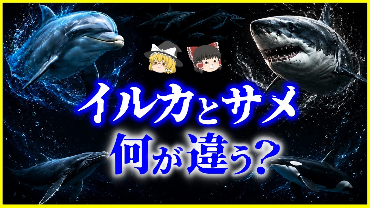 【ゆっくり解説】なぜここまで似た?イルカとサメ、何が違う?を解説/収斂進化が生んだ別物すぎる生き物…4億年の進化が生んだ“海の最適解”とは