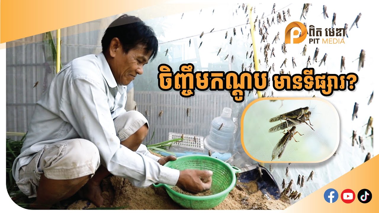 ចិញ្ចឹមកណ្ដូប មានទីផ្សារ?