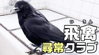 オラオラしそうでしないカラス