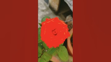 Thumbnail of Beautiful Rose🌹 #flowers #rosegarden #ytshorts #beautifulflowers #shorts #explore #song #love #danc