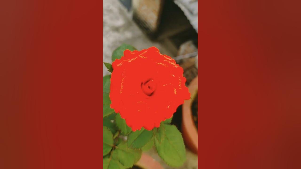 Beautiful Rose🌹 #flowers #rosegarden #ytshorts #beautifulflowers #shorts #explore #song #love #danc