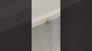 Yellow Moth?! (I Think 😅) || #scary #yellow #helpmemakethismakesense