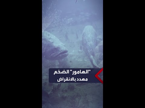 أسماك الهامور الضخمة في خطر العلماء يحذرون من انقراضها بسبب الصيد