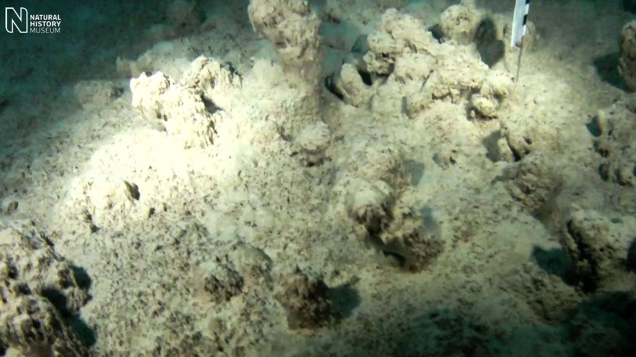 Экстремальная выживаемость цианобактерий | Музей естественной истории