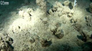 Extreme survival of cyanobacteria | Natural History Museum