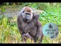 GORILLA GYASI IS PREGNANT