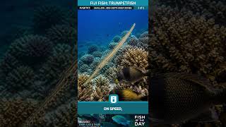 Chinese Trumpetfish in Fiji | The Reef’s Stealth Predator Explained #fiji #beatthepaceofnature