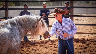 The Science Of Connection Polyvagal Theory With Horses