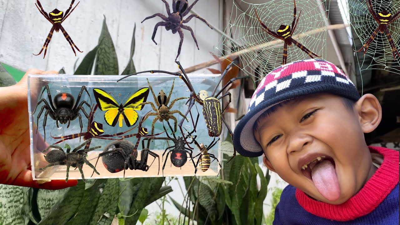 Eps 207 - Spider Hunting Advanture! Catch Giant Golden Spider, Orb ...