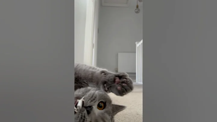Video 10166191: british shorthair cute cat, british shorthair baby cat, cat baby attack