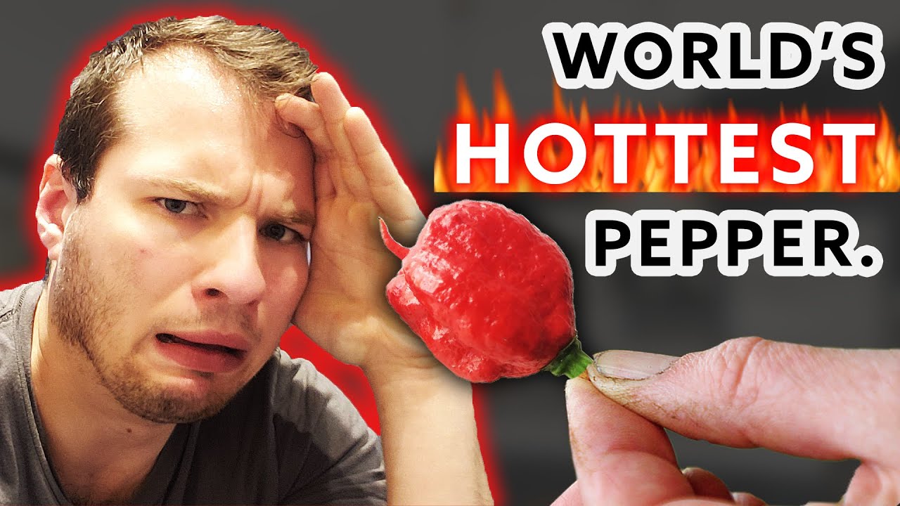 Average Guy Tries World S Hottest Pepper Sauce Dragons Breath Pepper Youtube