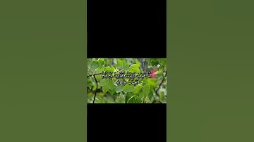 #آية_اليوم _رَبِّ اجْعَلْنِي مُقِيمَ الصَّلَاةِ_سورة إبراهيم