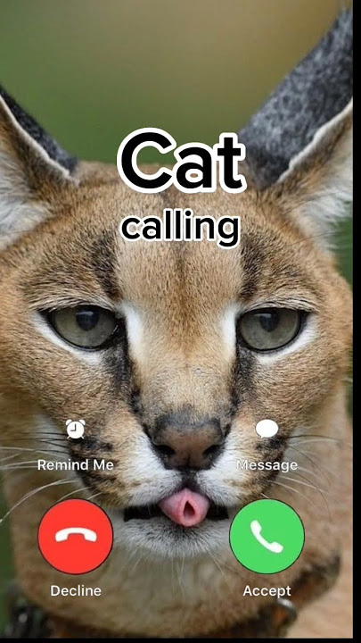#ringtone #nadaderingtelepon #smartphone #ringtones #music #bgm #cat #catcalling #funny #calltone