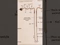 Absorption in a nephron
