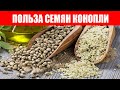 Семена Конопли Польза Для Здоровья