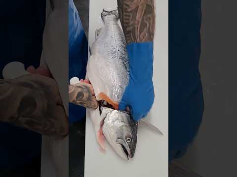 We get shown how to fillet an amazing King Chinook Salmon with @keefish_ 🐟🔪