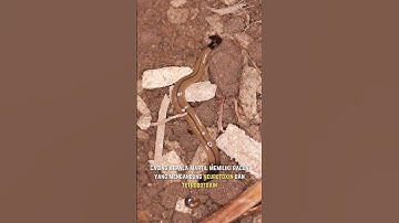 Cacing Beracun | Hammerhead Worm