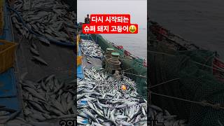 다시 고등어가 왔는데..  싸이즈와 빵이😱