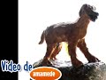 Lion attack a car - Buda da Quinta de Ferdais
