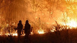 Пожар в Воронежской области уничтожает леса и дома