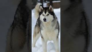 POV : So cool now #dogs #dogshorts #dogsofinstagram