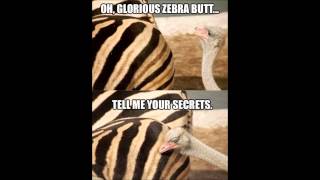 Whispers Of The Zebra