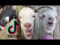 Best of Screaming Goats 🐐 ~ Amazing Goats Compilation ~ (Funny Goats of TIK TOK 2021)baby goats