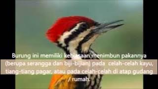 Suara Kicau Pelatuk Kepala Merah