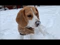 Cute beagle surprised by snow