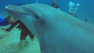 Шоу одного дельфина (Show one Dolphin) Шоу одного дельфина (Show one Dolphin)