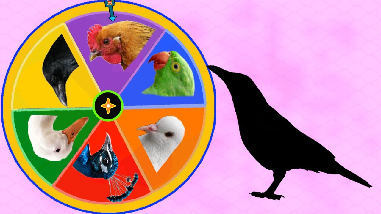 Birds Spin Wheel | Birds Spin Themselves And Match own Shapes For Children's Learning