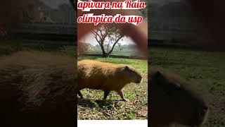 Capivaras na Raia Olímpica da usp. #usps #capivara #roedor #vidanaroça