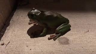 Feeding a frog (Oct 2017) @TheFelsyFamily