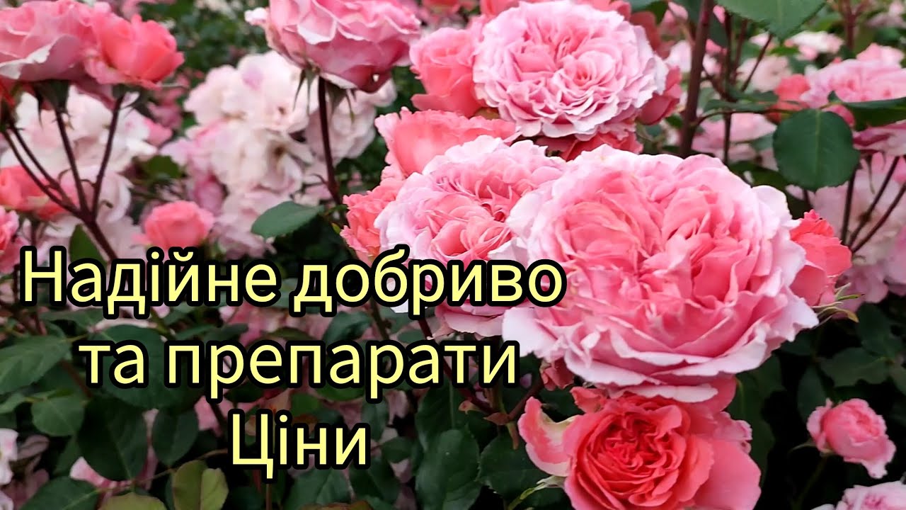 Затоварююся на новий сезон 🍀🌹🌿