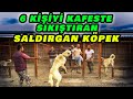 Orjnal kangali plkte buldum  akif metin  anadolu kangal iftlii