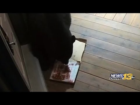 Bear eats delivery pizza left on doorstep in Colorado Springs