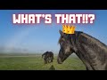 What&#39;s that!!? I&#39;ve never seen that before!! With Queen👑Uniek and the others! | Friesian Horses