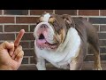 Are dog really hates being flipped off  funny dog reactions  cool pets